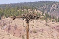 Osprey nest on a power pole Royalty Free Stock Photo