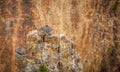 An osprey nest in a canyon