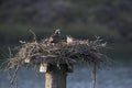 Osprey nest with young bird Royalty Free Stock Photo