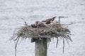 Osprey nest with young bird