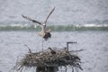 Osprey nest with young bird Royalty Free Stock Photo