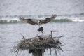 Osprey nest with young bird Royalty Free Stock Photo