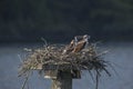 Osprey nest with young bird Royalty Free Stock Photo