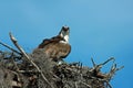 Osprey Nesting in Florida Royalty Free Stock Photo