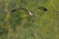 Osprey - Pandion haliaetus Royalty Free Stock Photo