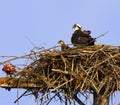 Osprey Pair adult and offspring in Nest Royalty Free Stock Photo