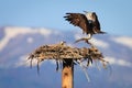 Osprey Pair Building Nest