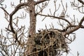 An osprey pair makes a nest Royalty Free Stock Photo