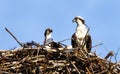 Osprey Pair In Nest