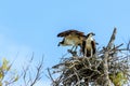 Osprey Pair in Nest Fort DeSoto Park Tampa