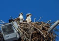 Osprey Pair Nesting on Light pole in Seminole, Florida