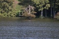 Osprey Pair