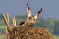 Osprey Pair Tending their Young