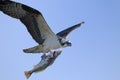 Osprey, pandion haliaetus