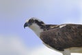 Osprey, pandion haliaetus