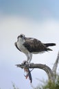 Osprey, pandion haliaetus