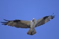 Osprey, pandion haliaetus