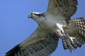 Osprey, pandion haliaetus