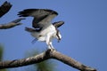 Osprey, pandion haliaetus Royalty Free Stock Photo