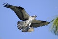 Osprey, pandion haliaetus Royalty Free Stock Photo