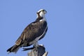 Osprey, pandion haliaetus