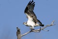 Osprey, pandion haliaetus