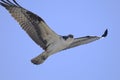 Osprey, pandion haliaetus