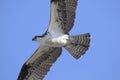 Osprey, pandion haliaetus