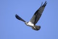 Osprey, pandion haliaetus