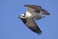 Osprey, pandion haliaetus