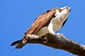 Osprey . Pandion haliaetus