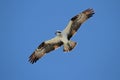 Osprey (pandion haliaetus)