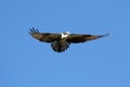 Osprey (pandion haliaetus) Royalty Free Stock Photo