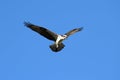 Osprey (pandion haliaetus) Royalty Free Stock Photo