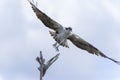 Osprey, pandion haliaetus