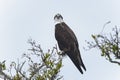 Osprey, pandion haliaetus