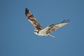 Osprey (pandion haliaetus)