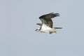 Osprey (pandion haliaetus)