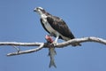 Osprey Pandion haliaetus Royalty Free Stock Photo