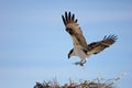 Osprey, Pandion haliaetus, bird, Baja California, Mexico Royalty Free Stock Photo