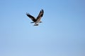 Osprey, Pandion haliaetus, bird, Baja California, Mexico Royalty Free Stock Photo