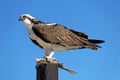 Osprey, Pandion haliaetus, bird, Baja California, Mexico Royalty Free Stock Photo