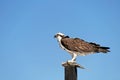 Osprey, Pandion haliaetus, bird, Baja California, Mexico Royalty Free Stock Photo