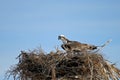 Osprey, Pandion haliaetus, bird, Baja California, Mexico Royalty Free Stock Photo