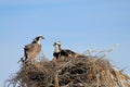 Osprey, Pandion haliaetus, bird, Baja California, Mexico Royalty Free Stock Photo