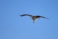 Osprey, Pandion haliaetus, bird, Baja California, Mexico Royalty Free Stock Photo