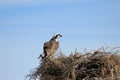 Osprey, Pandion haliaetus, bird, Baja California, Mexico Royalty Free Stock Photo