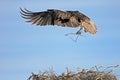 Osprey, Pandion haliaetus, bird, Baja California, Mexico Royalty Free Stock Photo