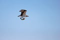 Osprey, Pandion haliaetus, bird, Baja California, Mexico Royalty Free Stock Photo