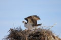 Osprey, Pandion haliaetus, bird, Baja California, Mexico